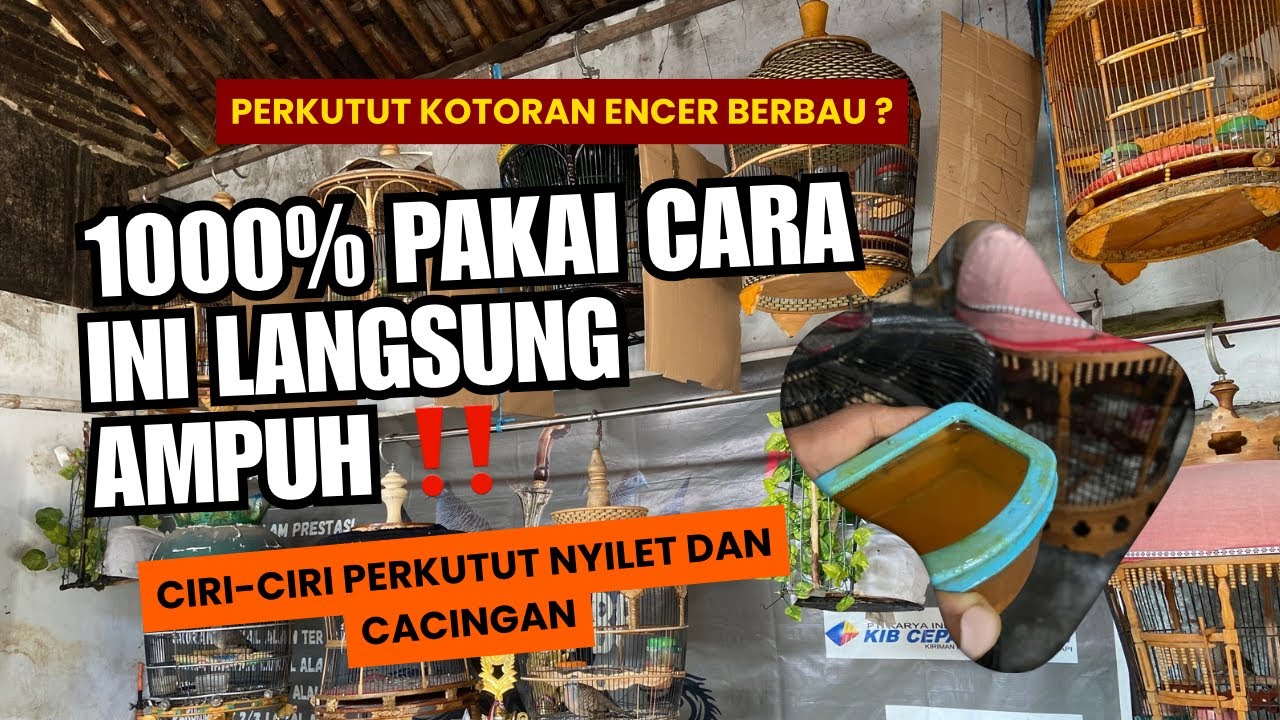 AWAS ‼️ PERKUTUT KOTORAN BERUBAH ENCER BERBAU ⁉️ CEPAT BERIKAN RESEP INI DIJAMIN LANGSUNG PULIH ‼️