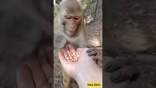 Monkey With Food Comedy 🤣😂#Shorts