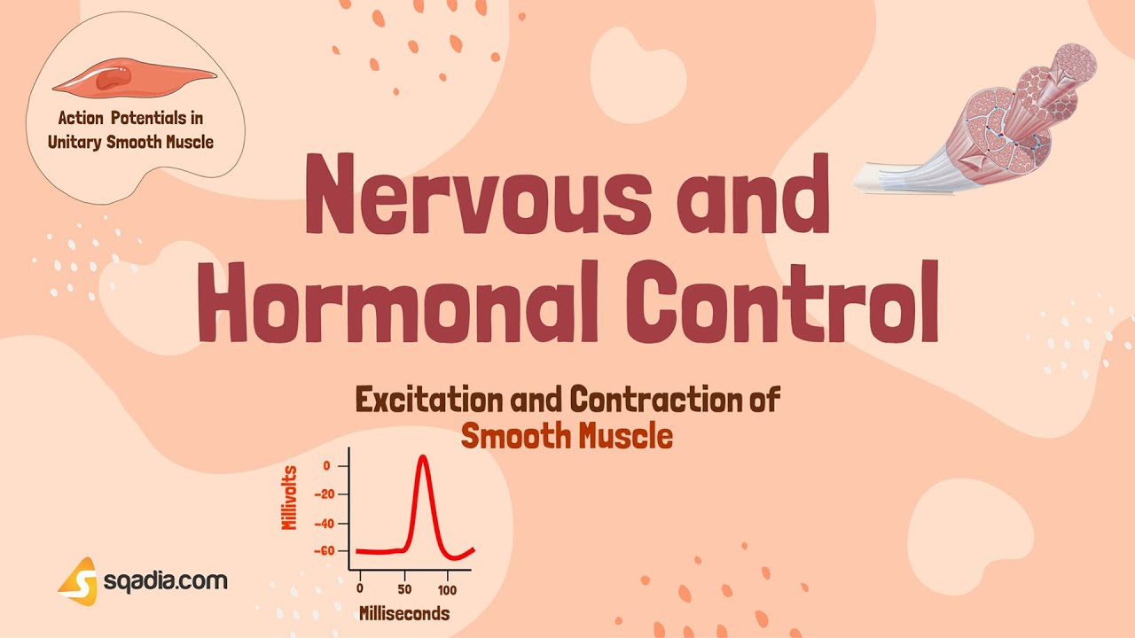 Excitation and Contraction of Smooth Muscle | Nervous and Hormonal ...