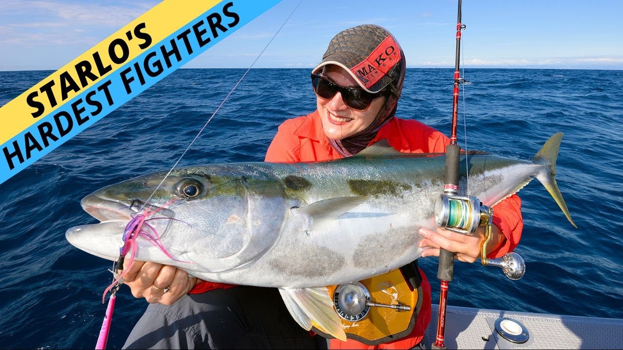STARLO S PICK Australia s Hardest Fighting Fish YouTube