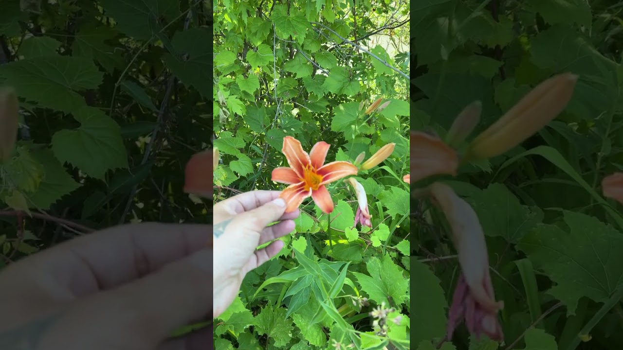 Orange day lily 