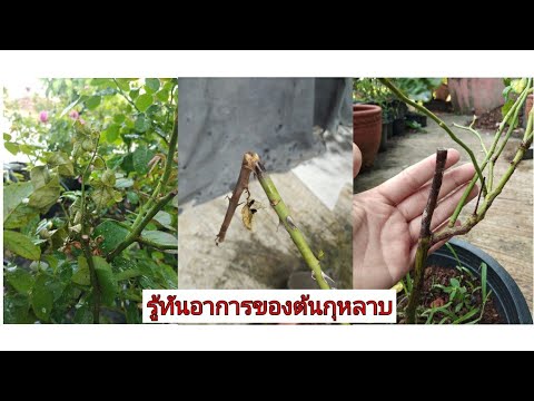 กุหลาบมีอาการเหล่านี้ เป็นโรคอะไร?