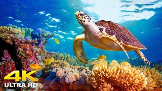 Aquarium 4K VIDEO (ULTRA HD) 🐠 Beautiful Relaxing Coral Reef Fish - Relaxing Sleep Meditation Music