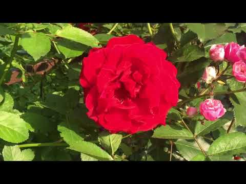 Video: Ruže U Svibnju