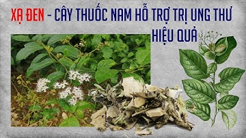 XẠ ĐEN CÂY THUỐC NAM HỖ TRỢ TRỊ UNG THƯ HIỆU QUẢ