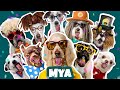 Joyeux anniversaire mya  chanson drle par une meute de chiens djants 