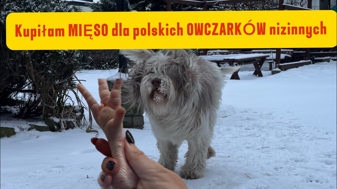Co robi MAINE COON w kuchni ? Czy Igiełka się SŁUCHA na spacerach ? 