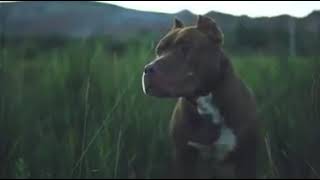 En İyi̇ Dost Pi̇tbull Ateş Lena