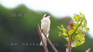 台灣的野鳥3