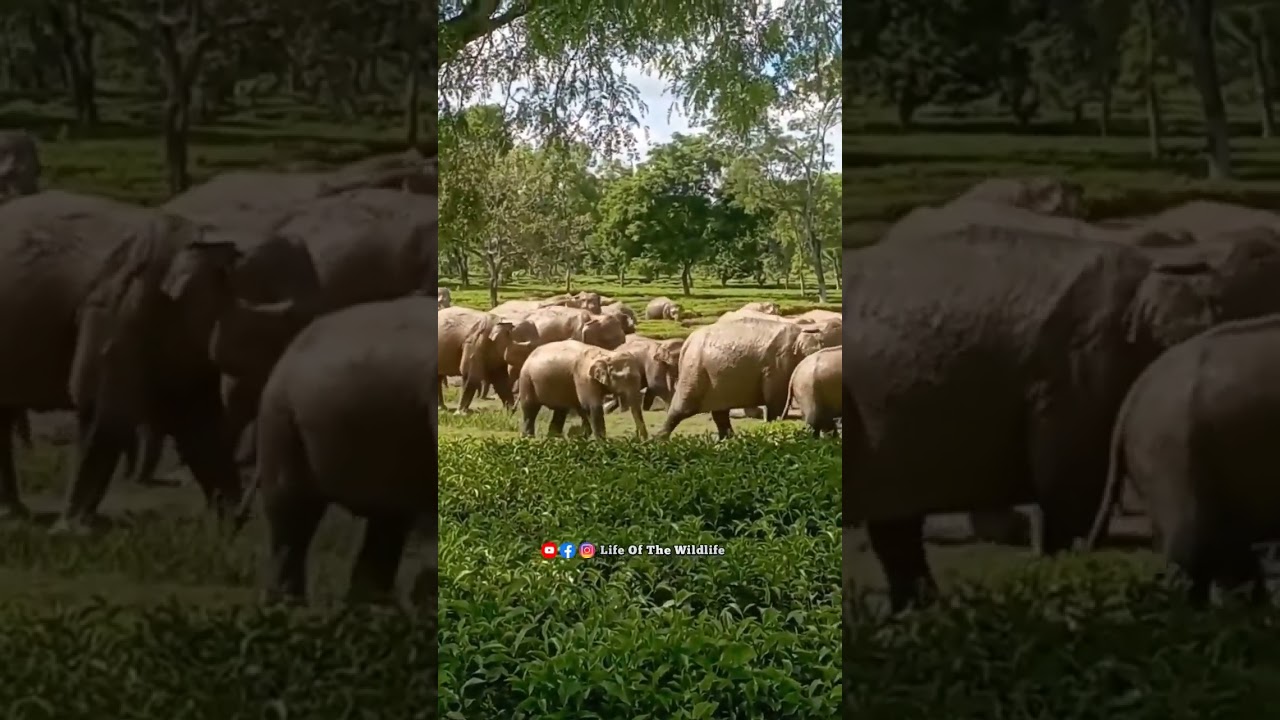 Wild Elephants In The Middle Of Tea Plantations 