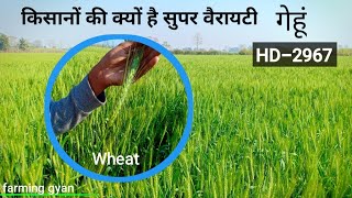 गेहूं की किस्म HD2967 देखें हर किसान की पहली पसंद अधिक पैदावार। Why is it the best variety of wheat