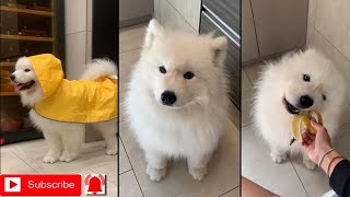 Funny dog lover  funniest & cutes japanese spitz dog videos #01