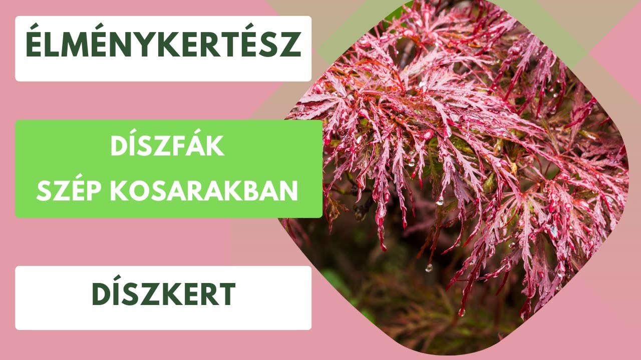 Mini fa a kertben🌳