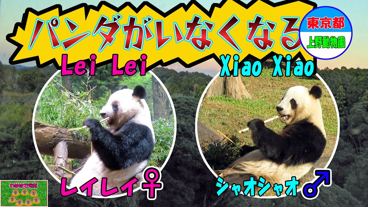 東京、上野動物園の双子のパンダの観覧です