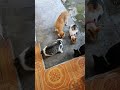 Saatnya Kucing-Kucing Makan Pagi