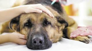 Vets In Spruce Grovebest Friends Animal Hospitalrating 780962-1281