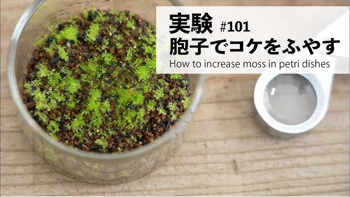 Growing Moss in Containers 🎍 