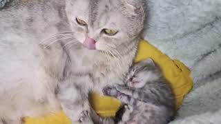 Chloe the cat washes her sleeping kitten