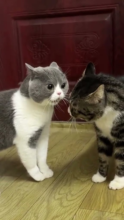 Jangan Marah-marah om Wiskasnya Udah Mau Datang😢😢❤️ #cat