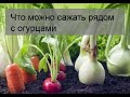 Что можно сажать рядом с огурцами