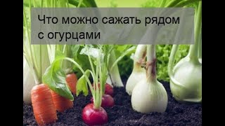 Что можно сажать рядом с огурцами