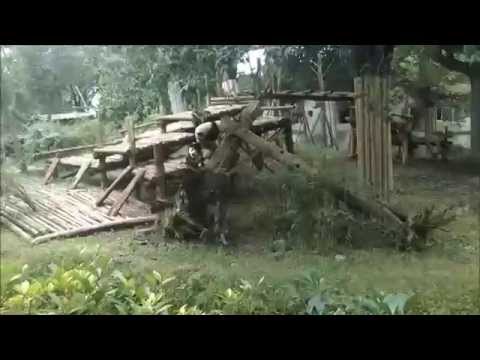 Pandas Fall Down