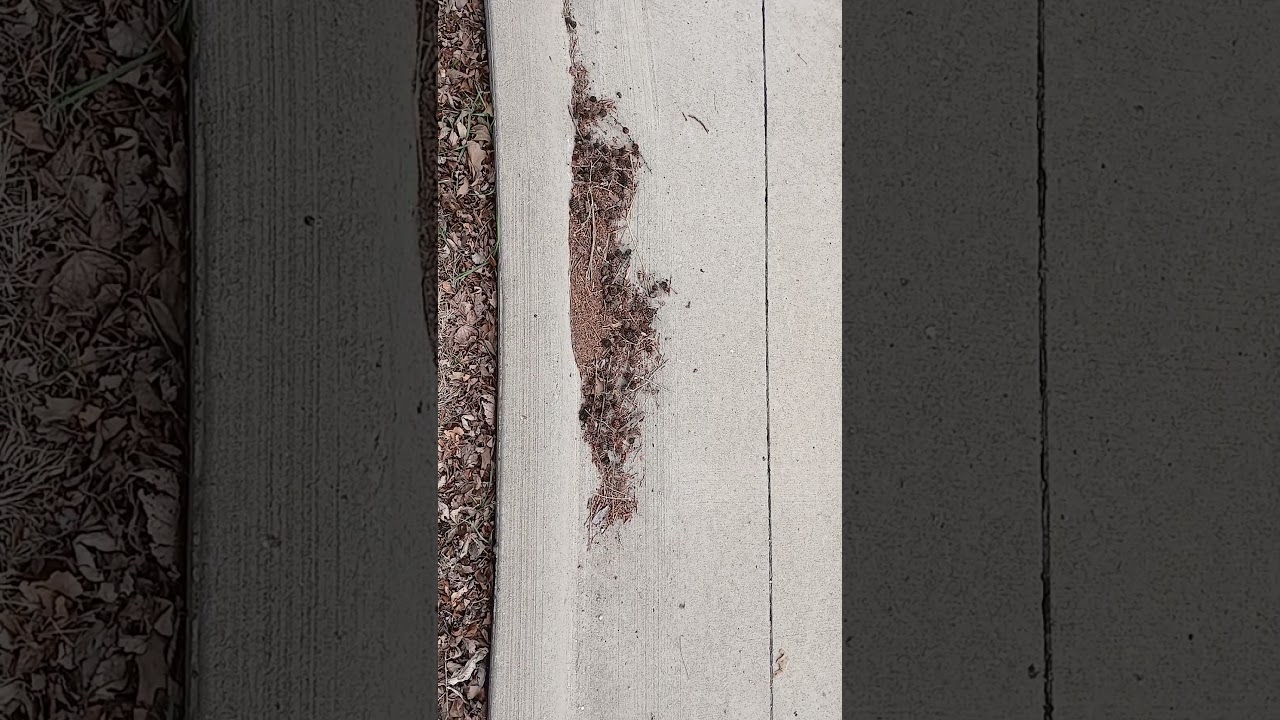 Another area looks to be small pine cones or small evergreen or conifers cones in the street by curb