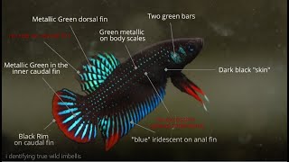 Identifying real true Wild Betta Imbellis (no hybrid)