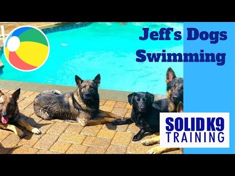 jeff's-dogs-swimming-|-solid-k9-training