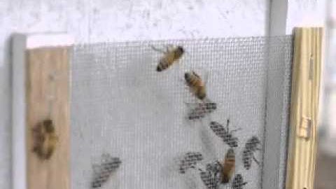 Using a Robbing Screen to Stop Beehive Robbing