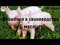 Миллион на свиньях.Затраты и прибыль за 6 месяцев свиноводства !