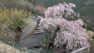 【奈良】桜 Cherry Blossoms (Nara, Japan) (2024)