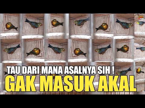 Video: Dari mana asalnya yang tidak masuk akal?