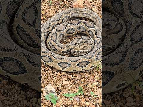 Rassall's viper snake