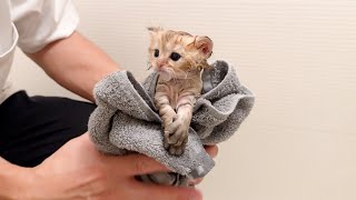 This is what happened when kitten Chai took his first bath