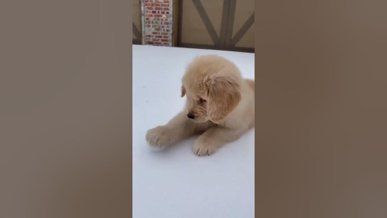 The cutest things on earth | Mr. Blue Sky