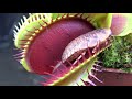 Best Venus Flytrap Trapping Compilation 2018