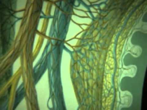 Video: Anastomose I - Ordliste Over Medicinske Termer