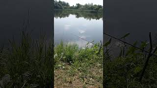 Паклёвка карася🎣🐟👍