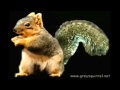 The dancing squirrel for 5 minutes