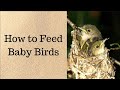How to feed baby birds  hart hagan