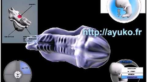 ayuko cells observation 3D Game Studio engine