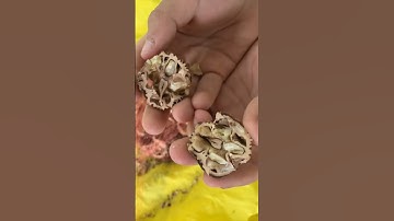 Cracking Black Walnuts the Lump Hammer Method.