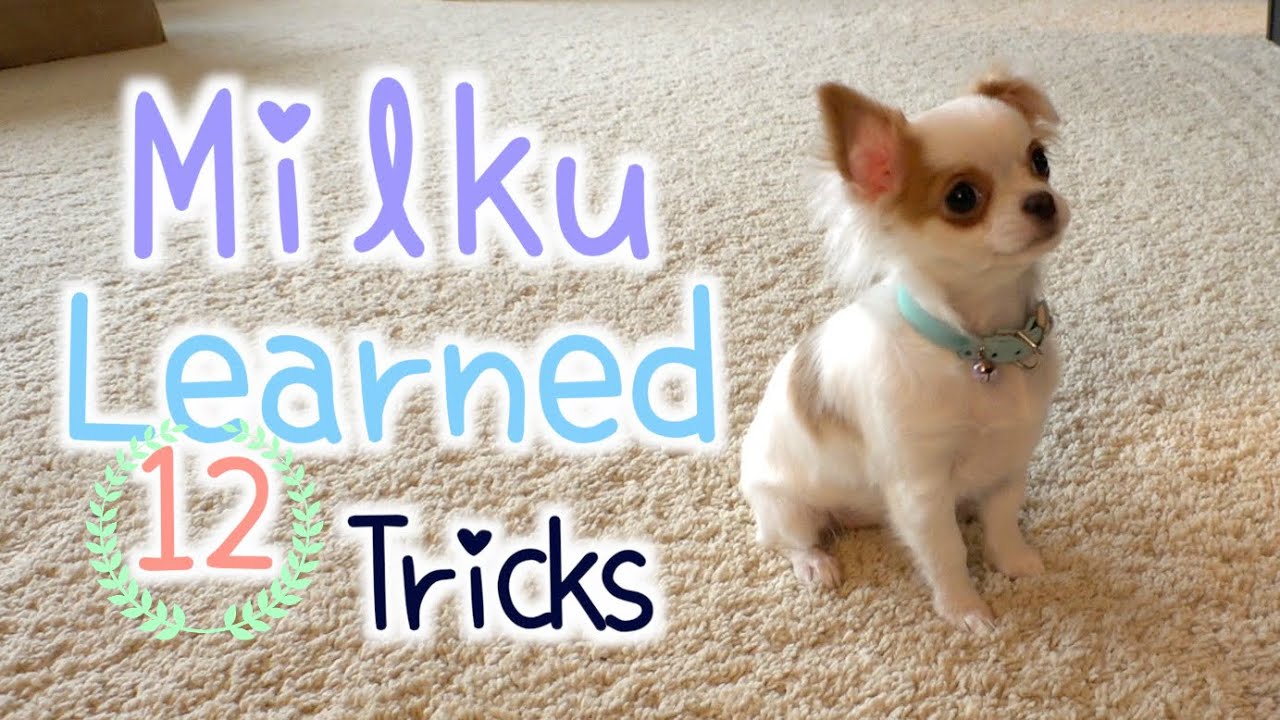 チワワ 子犬のしつけ みるくが学んだ 12の芸 生後5ヶ月 Chihuahua Puppy Training