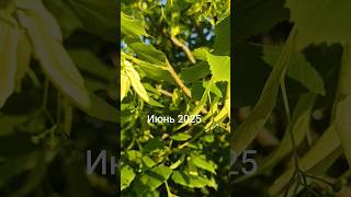 ТАКОЙ СТАЛА СЕЙЧАС ЛИПА #запорожье #липа#деревья #природа