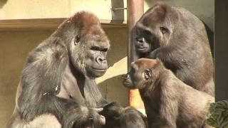 シャバーニ家族の日々68 Shabani gorilla family