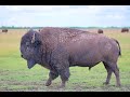 S2 ep13  cea mai mare ferm de bizoni americani din europa i vinul perlant romnia vzut tractor