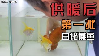 卵生观赏鱼神仙鱼燕鱼繁殖提罐人工孵化，操作过程中落了哪个环节
