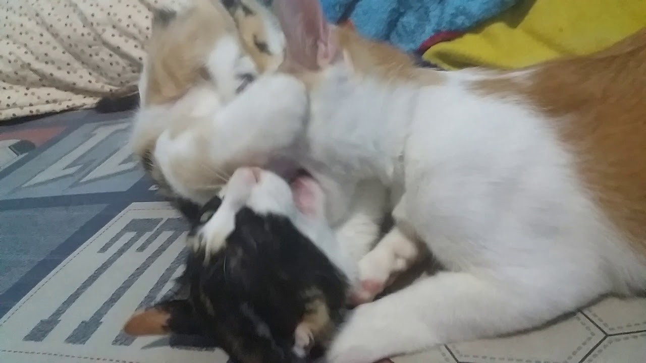 Cat siblings grooming YouTube