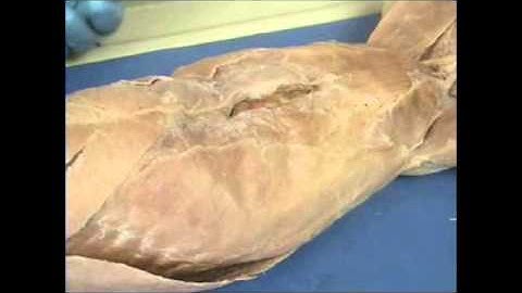 Cat dissection Part 1